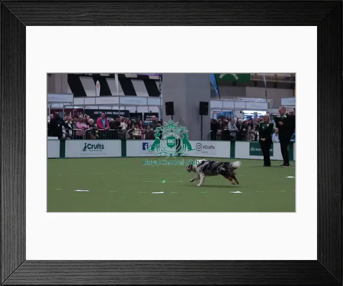 Framed Print : Crufts Obedience Championship Bitches Sunday 8th March 2026