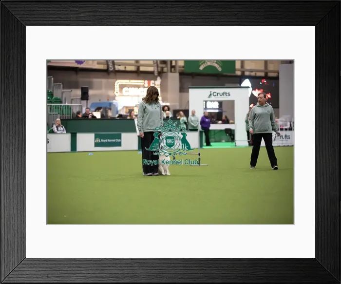 Framed Print : Fiona and Bodhi- FCI Obedience Display