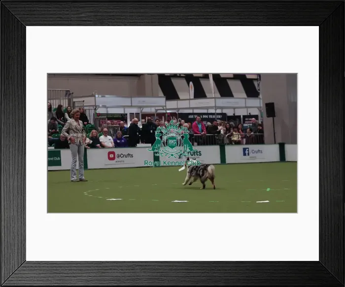 Framed Print : Crufts Obedience Championship Bitches Sunday 8th March 2026 Framed Print : Crufts Obedience Championship Bitches Sunday 8th March 2026