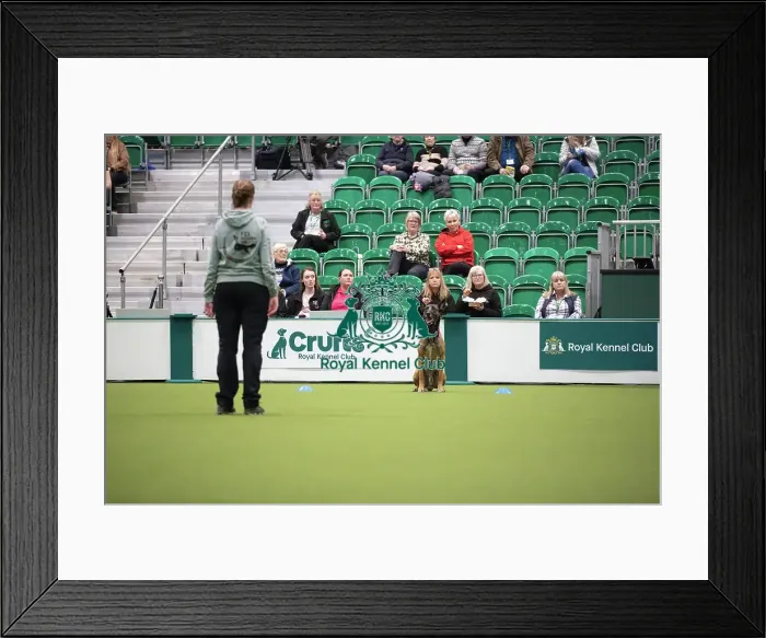 Framed Print : Kate Bartrum and dog Rey- FCI Obedience Display Framed Print : Kate Bartrum and dog Rey- FCI Obedience Display