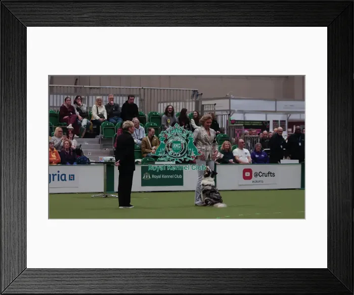 Framed Print : Crufts Obedience Championship Bitches Sunday 8th March 2026 Framed Print : Crufts Obedience Championship Bitches Sunday 8th March 2026