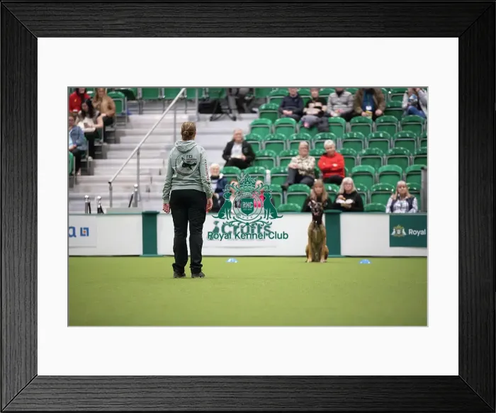Framed Print : Kate Bartrum and dog Rey- FCI Obedience Display Framed Print : Kate Bartrum and dog Rey- FCI Obedience Display