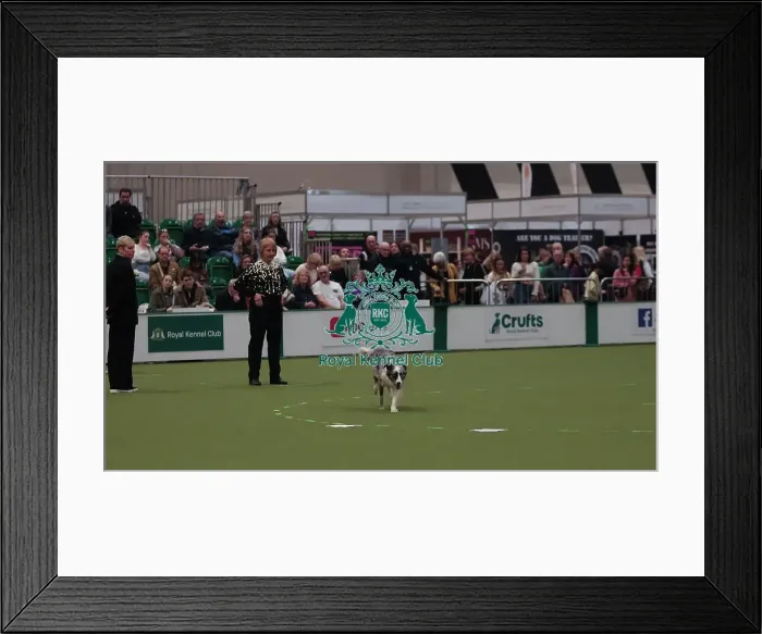 Framed Print : Crufts Obedience Championship Bitches Sunday 8th March 2026 Framed Print : Crufts Obedience Championship Bitches Sunday 8th March 2026