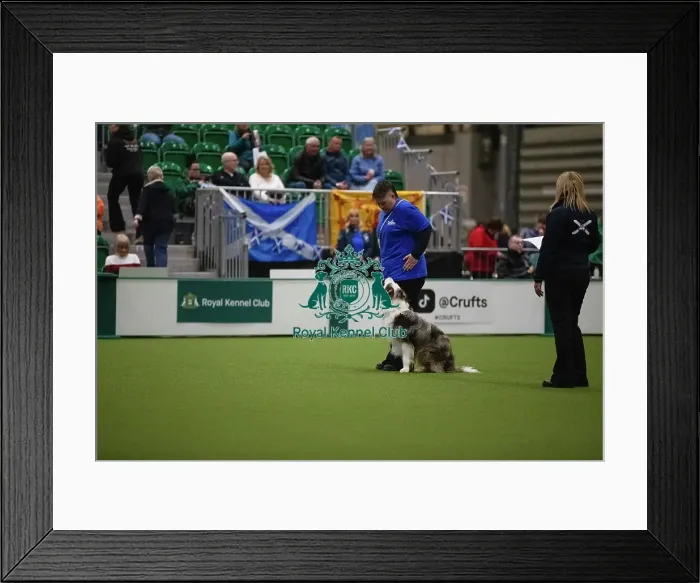 Framed Print : Border Collie and handler practicing obedience Framed Print : Border Collie and handler practicing obedience