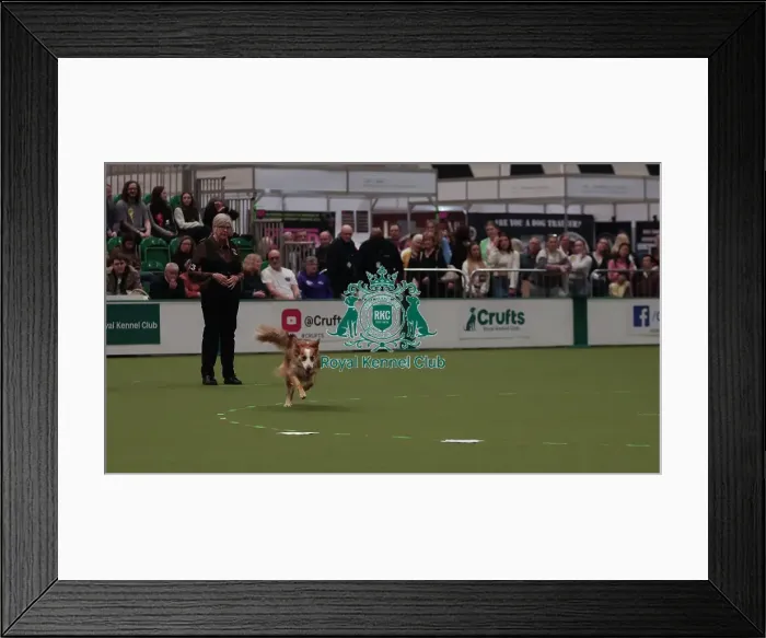 Framed Print : Crufts Obedience Championship Bitches Sunday 8th March 2026 Framed Print : Crufts Obedience Championship Bitches Sunday 8th March 2026