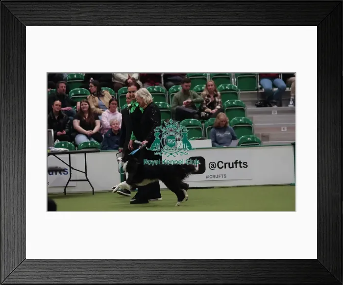 Framed Print : Crufts Obedience Championship Bitches Sunday 8th March 2026 Framed Print : Crufts Obedience Championship Bitches Sunday 8th March 2026