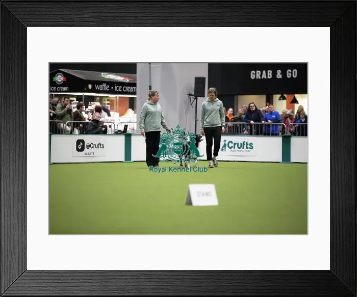 Framed Print : Crufts 2026 Obedience, RKC128188 Framed Print : Crufts 2026 Obedience, RKC128188