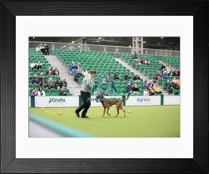 Framed Print : Kate Bartrum and dog Rey- FCI Obedience Display Framed Print : Kate Bartrum and dog Rey- FCI Obedience Display