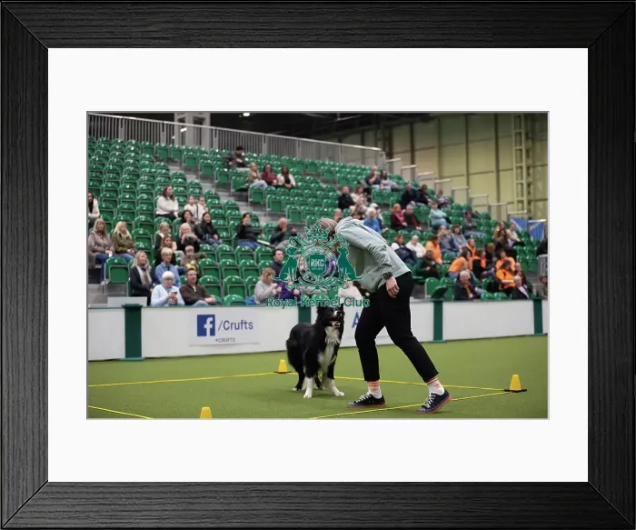 Framed Print : Crufts 2026 Obedience, RKC128192 Framed Print : Crufts 2026 Obedience, RKC128192