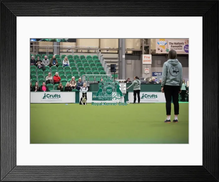 Framed Print : Crufts 2026 Obedience, RKC128184 Framed Print : Crufts 2026 Obedience, RKC128184