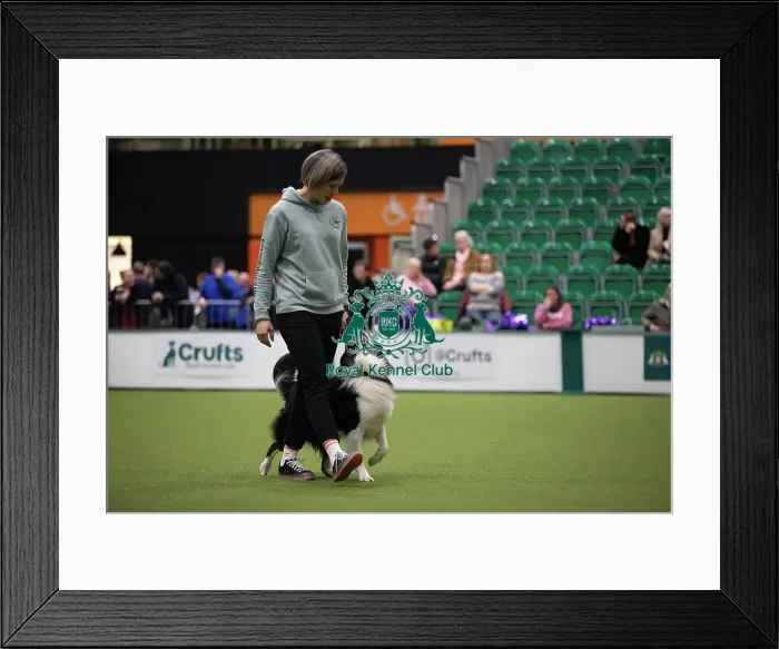 Framed Print : Crufts 2026 Obedience, RKC128186