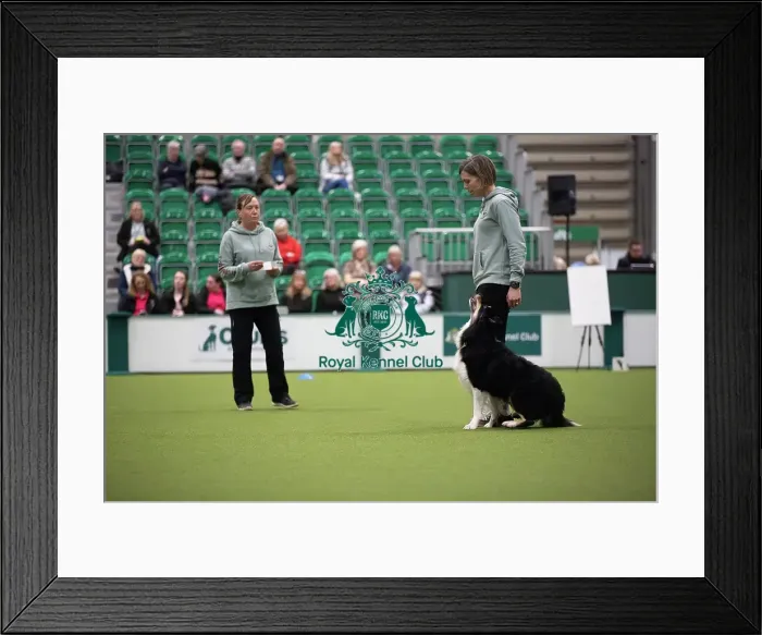 Framed Print : Crufts 2026 Obedience, RKC128185 Framed Print : Crufts 2026 Obedience, RKC128185