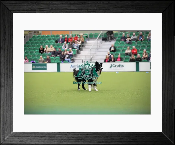 Framed Print : Crufts 2026 Obedience, RKC128190 Framed Print : Crufts 2026 Obedience, RKC128190