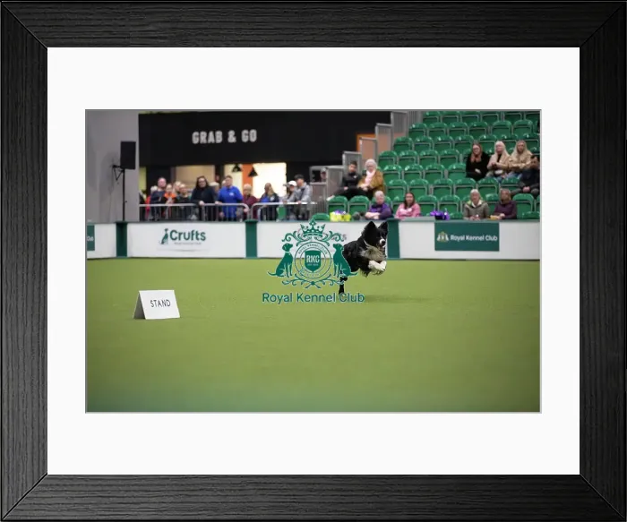 Framed Print : Crufts 2026 Obedience, RKC128189 Framed Print : Crufts 2026 Obedience, RKC128189