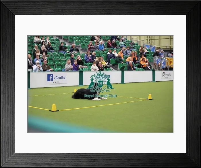 Framed Print : Crufts 2026 Obedience, RKC128191 Framed Print : Crufts 2026 Obedience, RKC128191