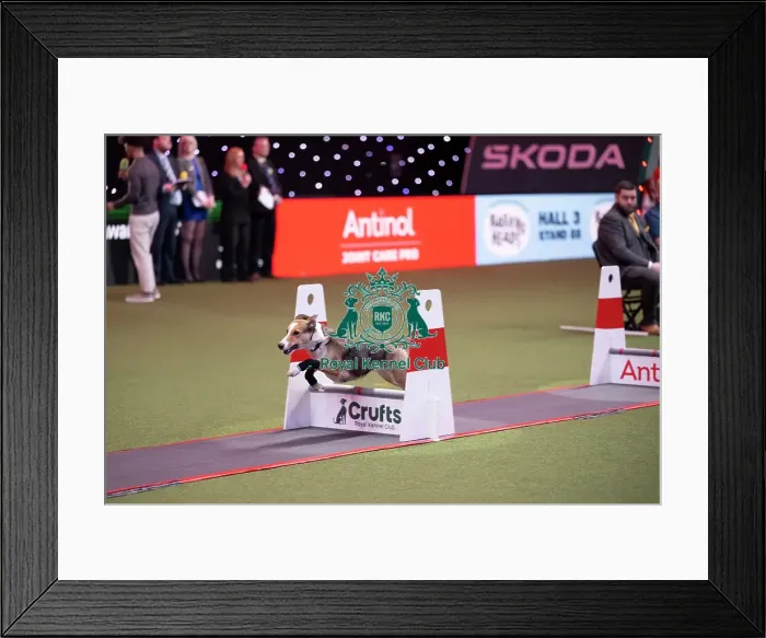 Framed Print : Flyball at Crufts on Friday, March 6th 2026 Framed Print : Flyball at Crufts on Friday, March 6th 2026