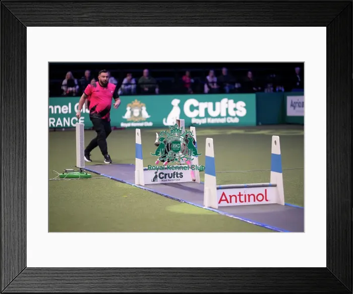 Framed Print : Flyball at Crufts on Friday, March 6th 2026 Framed Print : Flyball at Crufts on Friday, March 6th 2026