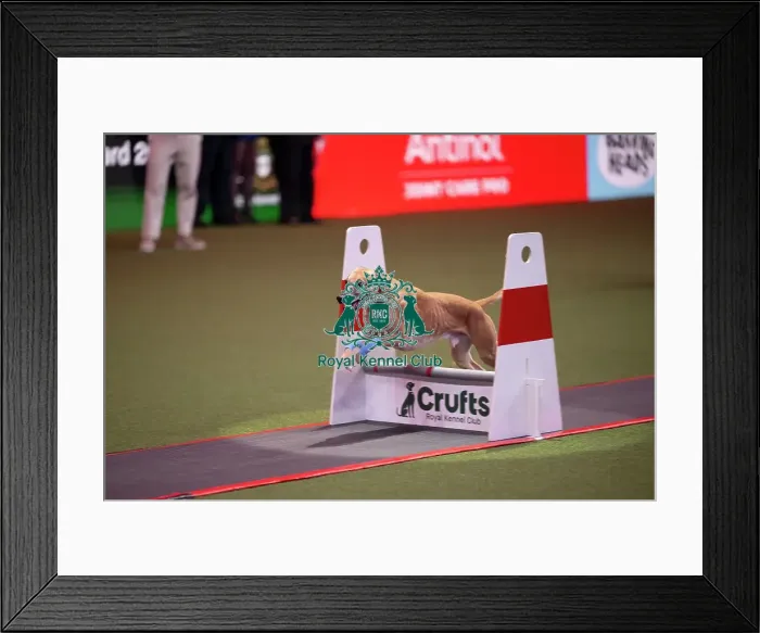 Framed Print : Flyball at Crufts on Friday, March 6th 2026 Framed Print : Flyball at Crufts on Friday, March 6th 2026