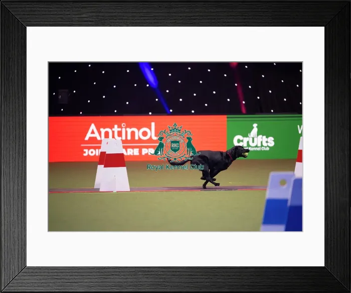 Framed Print : Flyball at Crufts on Friday, March 6th 2026 Framed Print : Flyball at Crufts on Friday, March 6th 2026