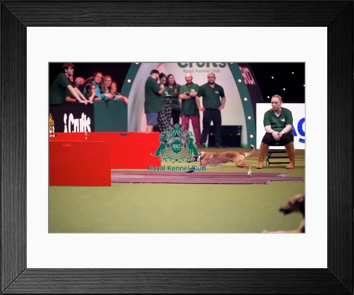 Framed Print : Flyball at Crufts on Friday, March 6th 2026 Framed Print : Flyball at Crufts on Friday, March 6th 2026