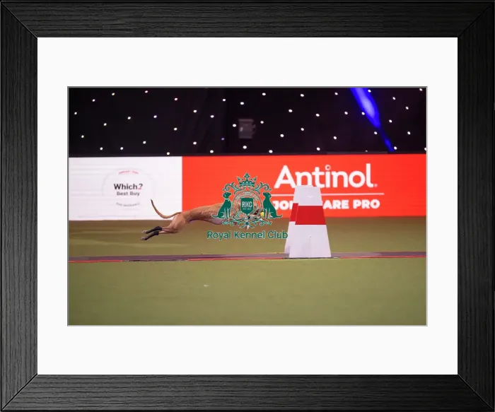 Framed Print : Flyball at Crufts on Thursday March 5th 2026 Framed Print : Flyball at Crufts on Thursday March 5th 2026