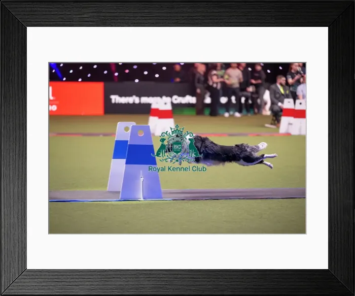 Framed Print : Flyball at Crufts on Thursday March 5th 2026 Framed Print : Flyball at Crufts on Thursday March 5th 2026