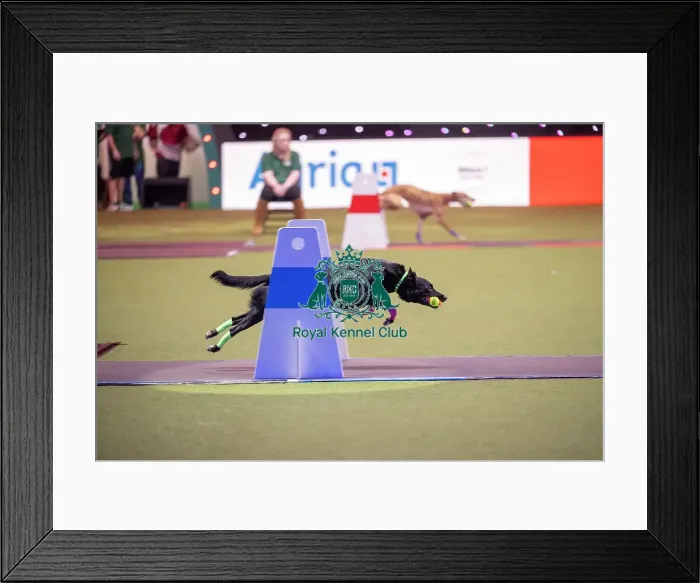 Framed Print : Flyball at Crufts on Thursday March 5th 2026 Framed Print : Flyball at Crufts on Thursday March 5th 2026
