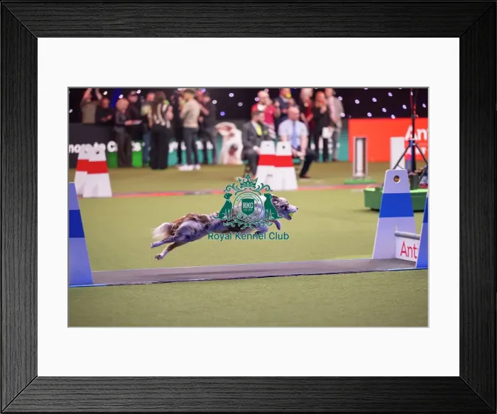 Framed Print : Flyball at Crufts on Thursday March 5th 2026 Framed Print : Flyball at Crufts on Thursday March 5th 2026