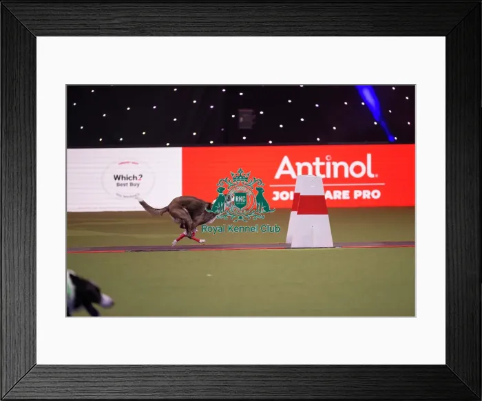 Framed Print : Flyball at Crufts on Thursday March 5th 2026 Framed Print : Flyball at Crufts on Thursday March 5th 2026