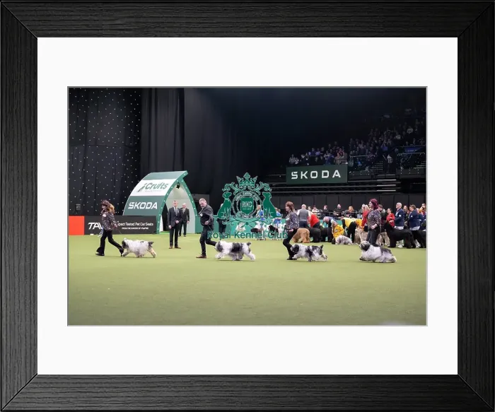 Framed Print : Breeders Competition Final Framed Print : Breeders Competition Final