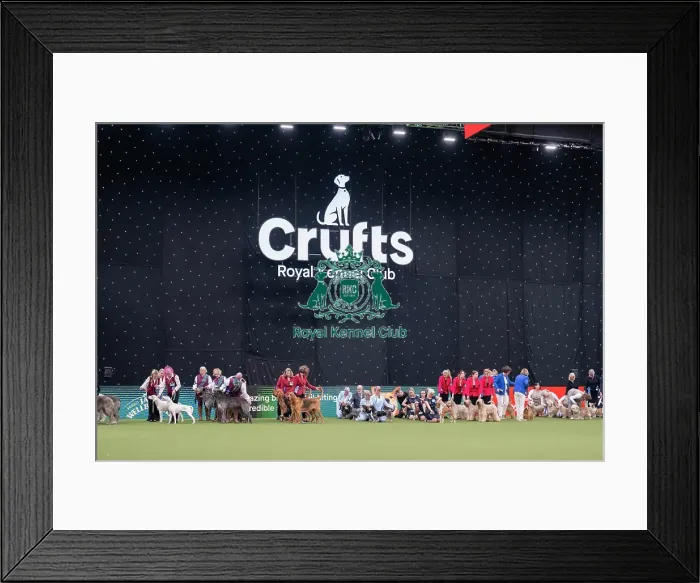 Framed Print : Breeders Competition Final
