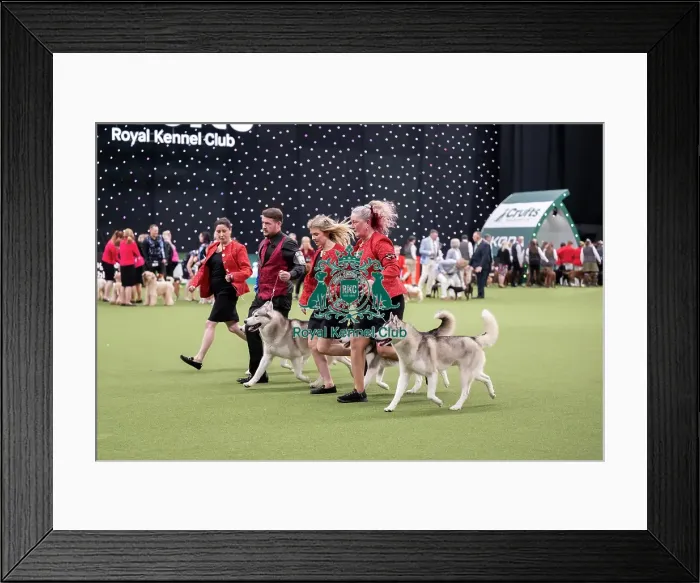 Framed Print : Breeders Competition Final Framed Print : Breeders Competition Final