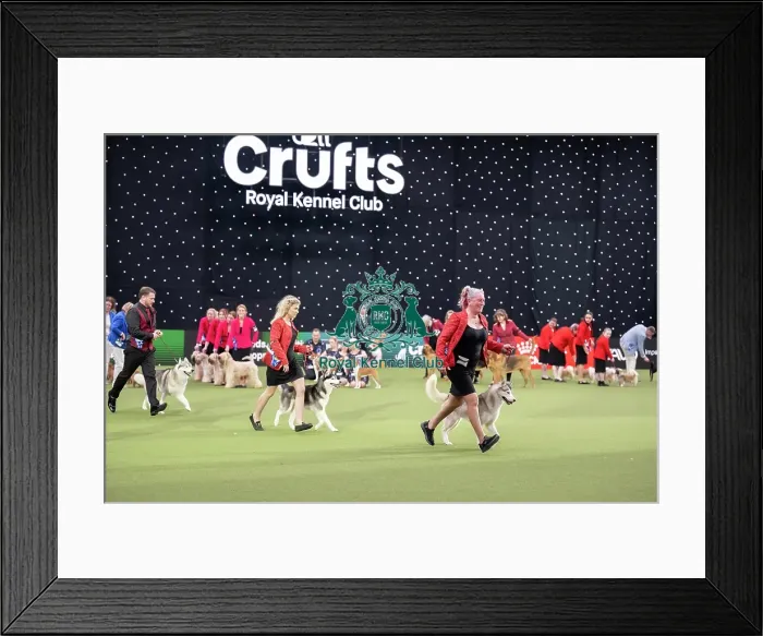 Framed Print : Breeders Competition Final - winner Framed Print : Breeders Competition Final - winner