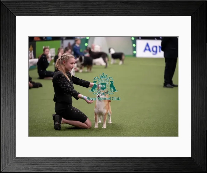 Framed Print : Joe Cartledge International Junior Handling Competition