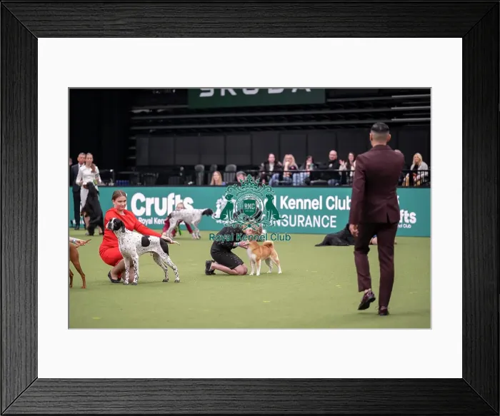 Framed Print : Joe Cartledge International Junior Handling Competition Framed Print : Joe Cartledge International Junior Handling Competition