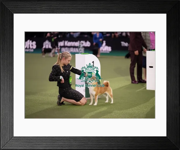 Framed Print : Joe Cartledge International Junior Handling Competition - winner
