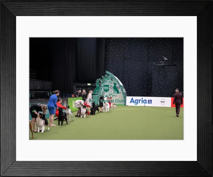 Framed Print : Joe Cartledge International Junior Handling Competition Framed Print : Joe Cartledge International Junior Handling Competition