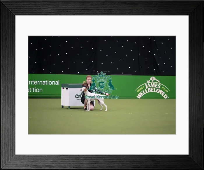 Framed Print : Joe Cartledge International Junior Handling Competition Framed Print : Joe Cartledge International Junior Handling Competition