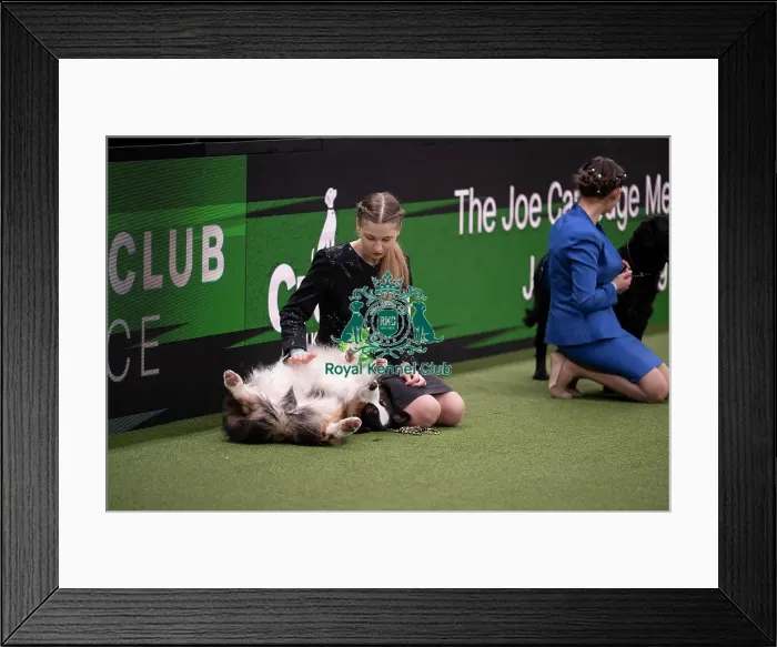 Framed Print : Joe Cartledge International Junior Handling Competition