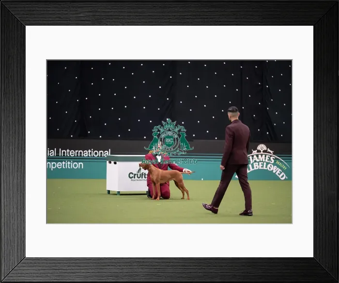 Framed Print : Joe Cartledge International Junior Handling Competition