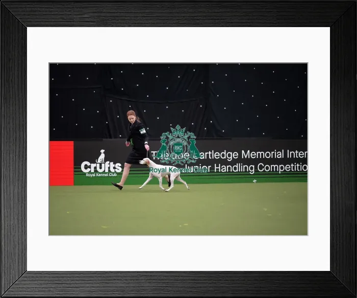 Framed Print : Joe Cartledge International Junior Handling Competition Framed Print : Joe Cartledge International Junior Handling Competition