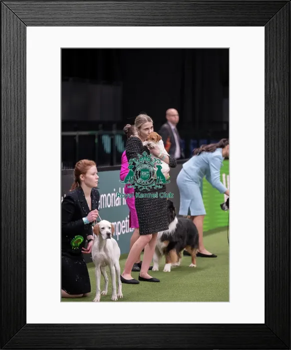 Framed Print : Joe Cartledge International Junior Handling Competition Framed Print : Joe Cartledge International Junior Handling Competition