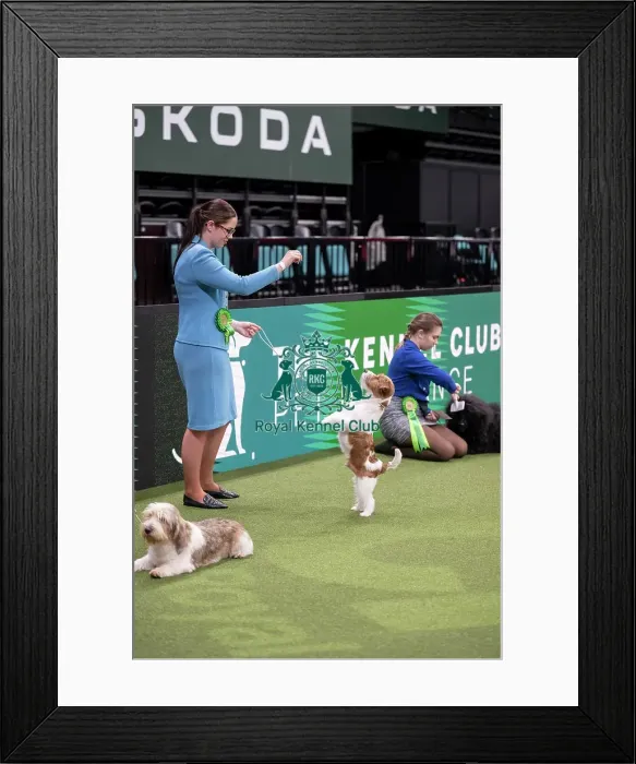 Framed Print : Joe Cartledge International Junior Handling Competition Framed Print : Joe Cartledge International Junior Handling Competition