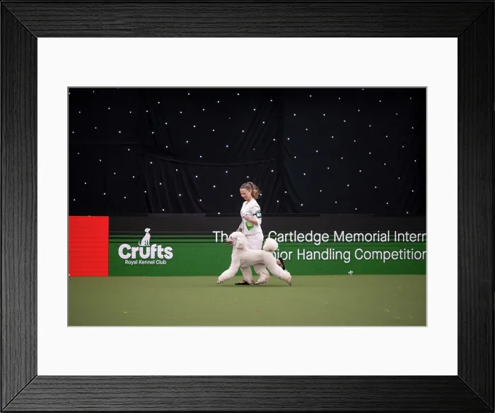 Framed Print : Joe Cartledge International Junior Handling Competition