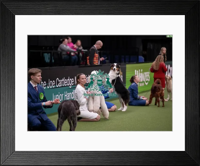 Framed Print : Joe Cartledge International Junior Handling Competition Framed Print : Joe Cartledge International Junior Handling Competition