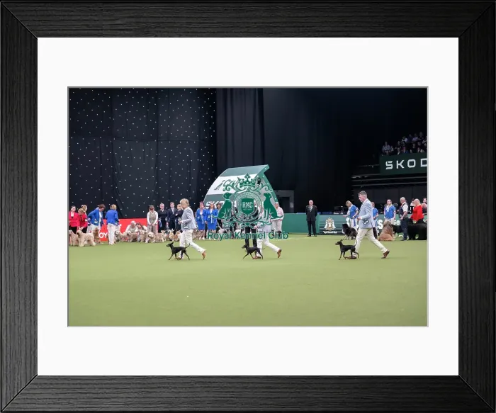 Framed Print : Breeders Competition Final Framed Print : Breeders Competition Final