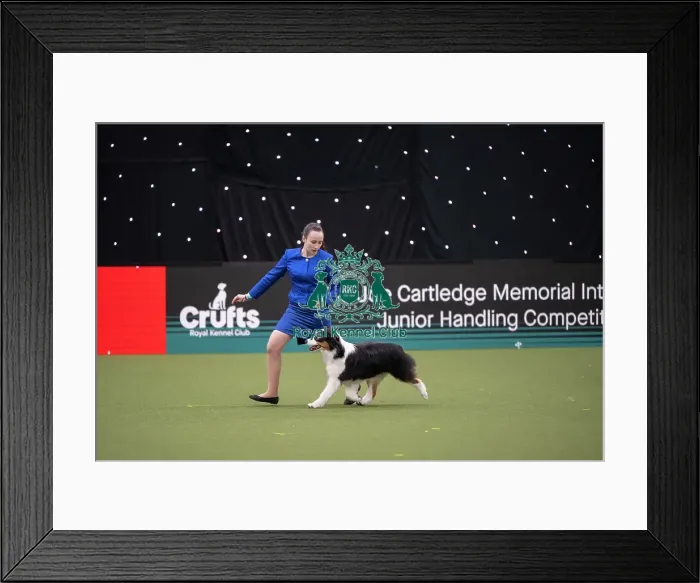 Framed Print : Joe Cartledge International Junior Handling Competition Framed Print : Joe Cartledge International Junior Handling Competition