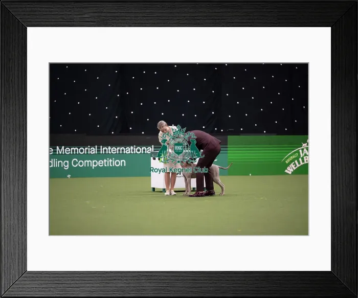 Framed Print : Joe Cartledge International Junior Handling Competition