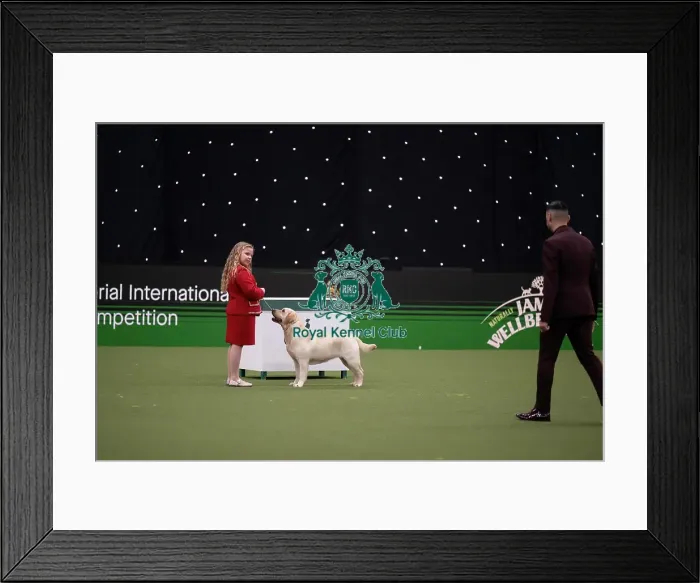 Framed Print : Joe Cartledge International Junior Handling Competition Framed Print : Joe Cartledge International Junior Handling Competition