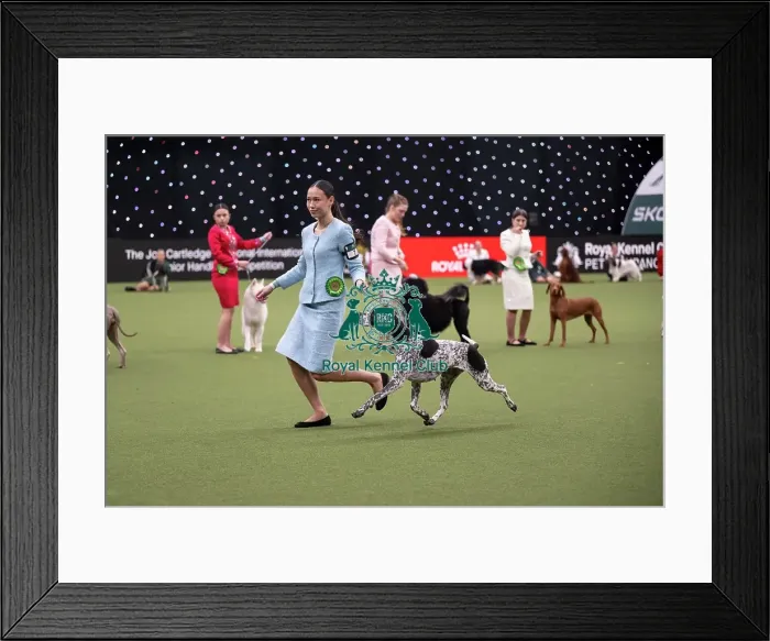 Framed Print : International Junior Handling Competition Framed Print : International Junior Handling Competition